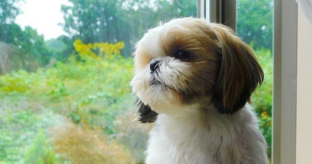 【トレーナー・獣医師監修】シーズーってどんな犬？性格・特徴・育て方・迎え方
