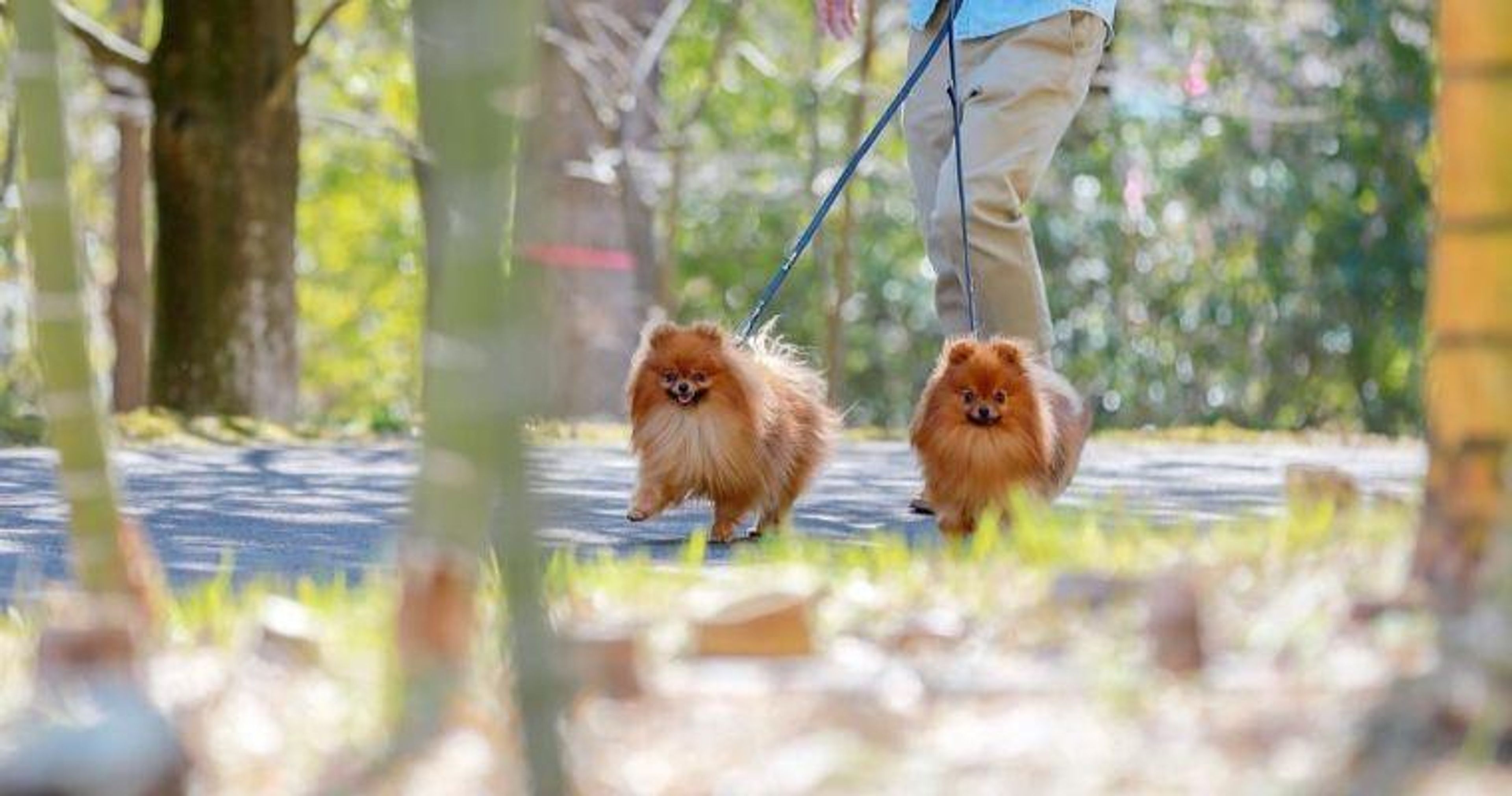 【トレーナー・獣医師監修】ポメラニアンってどんな犬？性格・特徴・育て方・迎え方