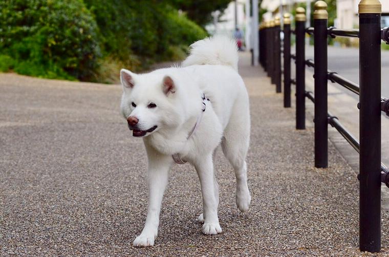 白毛の秋田犬
