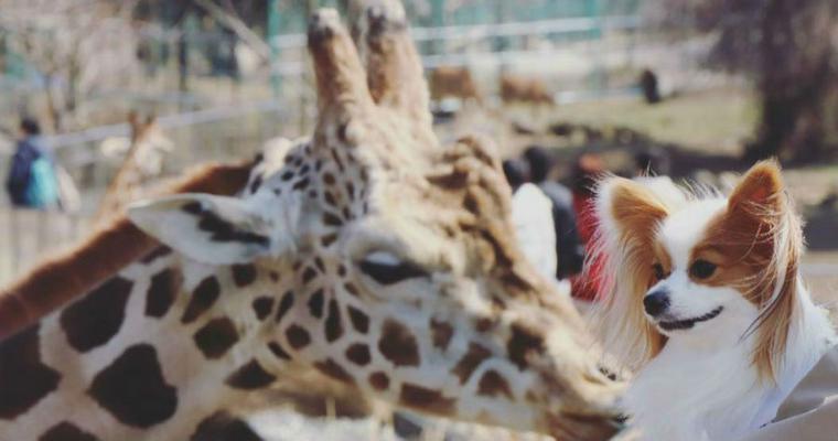 【編集部厳選】犬とお出かけ東海地方編 夏も楽しめるおすすめスポット15選
