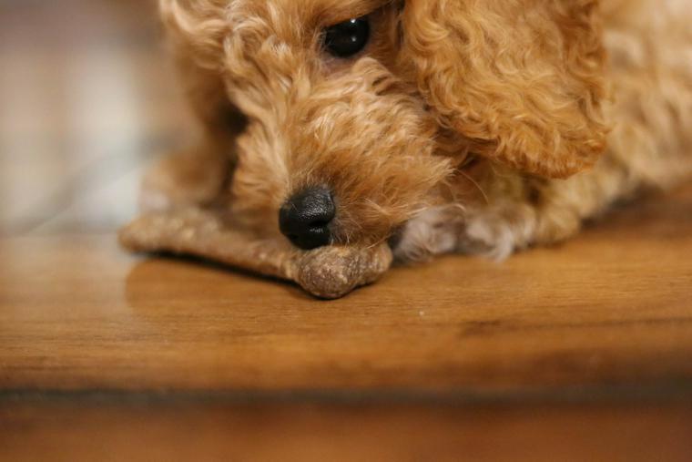 トイプードルの子犬