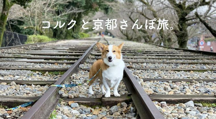 【今日のシロップ】「愛犬コルクと京都にお出かけ」