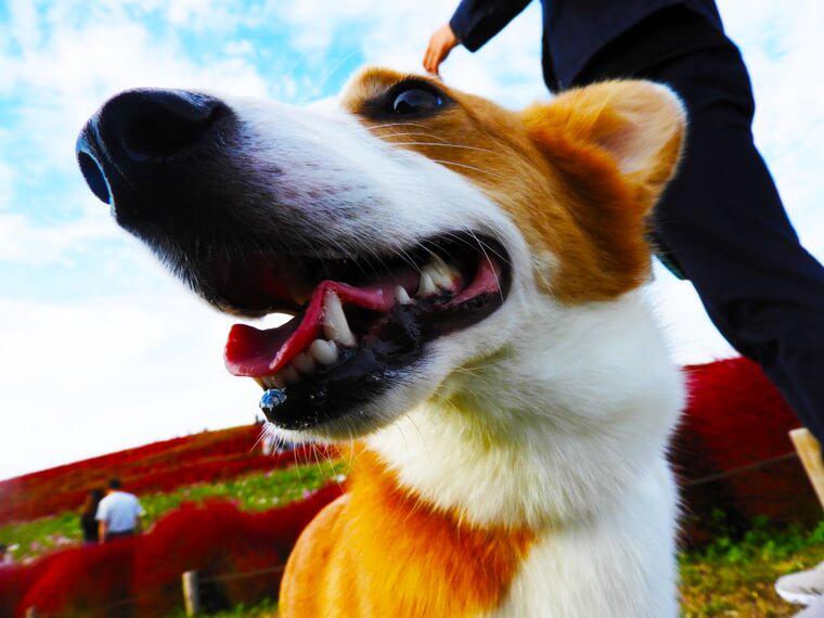 犬連れ可が嬉しい ひたち海浜公園 はネモフィラだけでなくコキアも絶景 今日のシロップ ペトこと