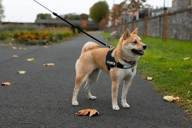柴犬のしつけをドッグトレーナーが解説 子犬から始める散歩やトイレの教え方も紹介 ペトコト
