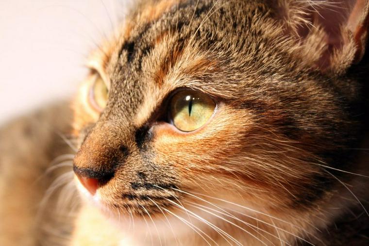 窓辺で外を見るキジトラ猫