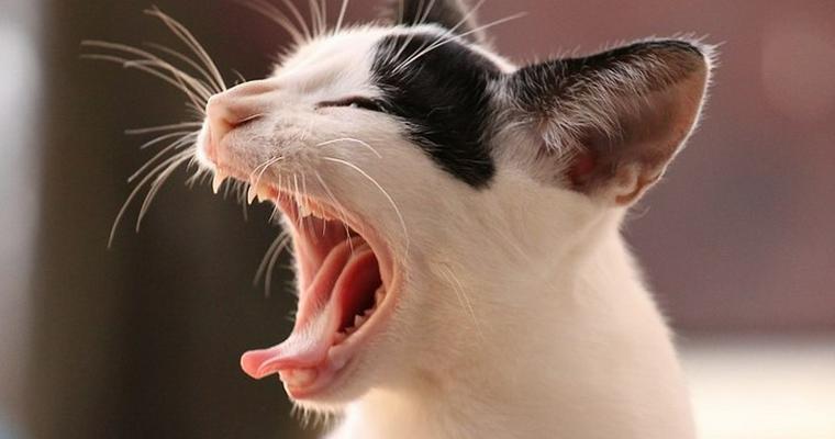 猫があくびをする理由と意味！臭い場合に考えられる病気のサインも解説