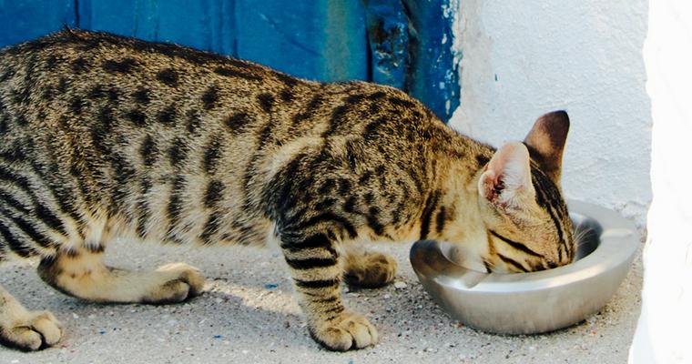 猫が少食になるのはなぜ？　理由や注意点、対策を解説