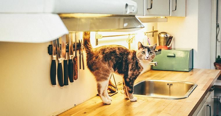 猫がキッチンに登ってくる理由は？侵入防止グッズなどの対策法を紹介！