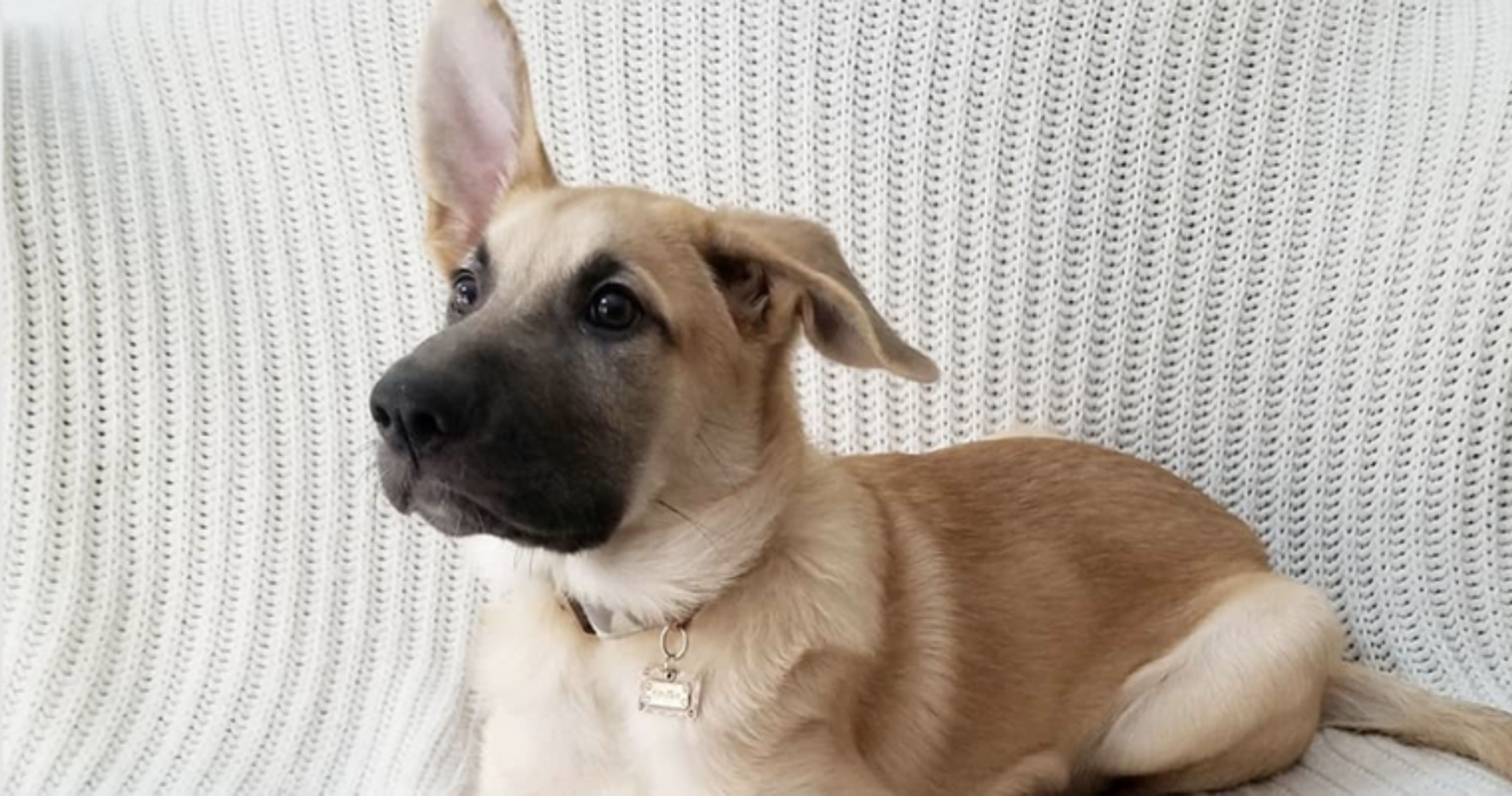 【トレーナー・獣医師監修】チヌークってどんな犬？性格・特徴・育て方・迎え方