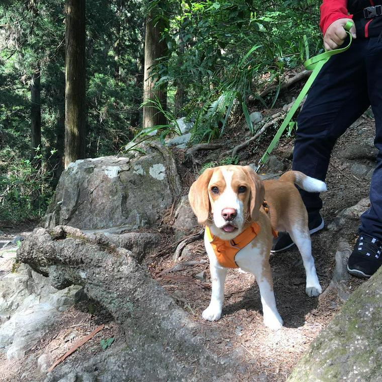 高尾山を犬と登る様子