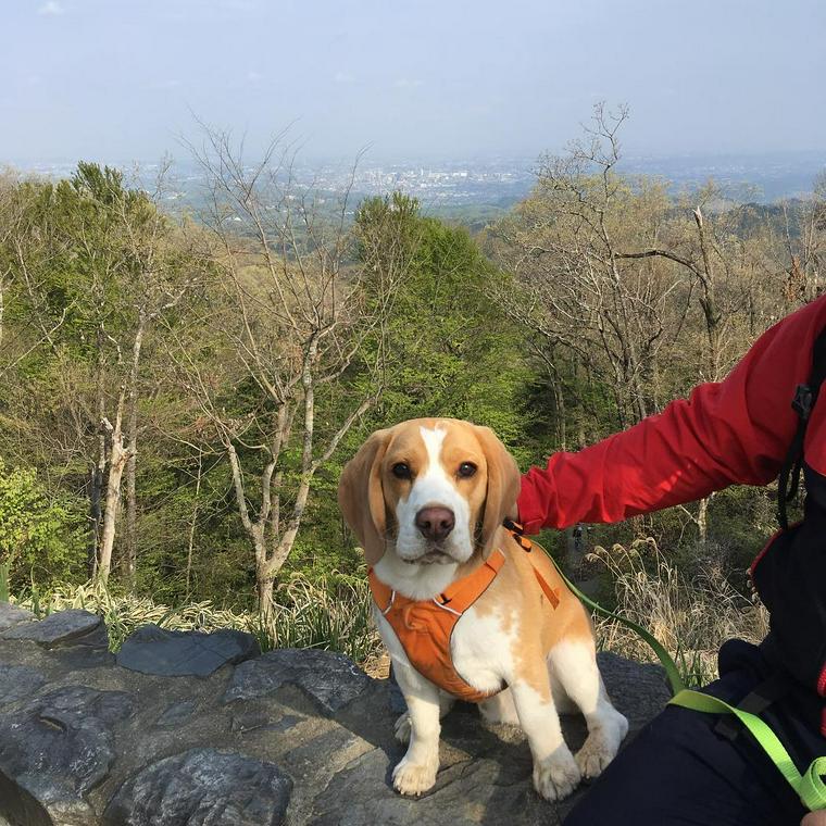 高尾山の登山道を歩く犬
