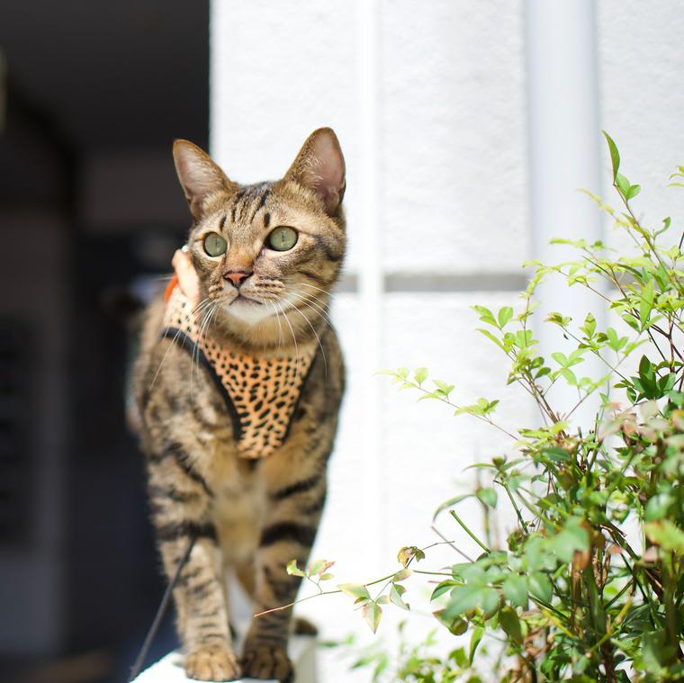 猫と散歩