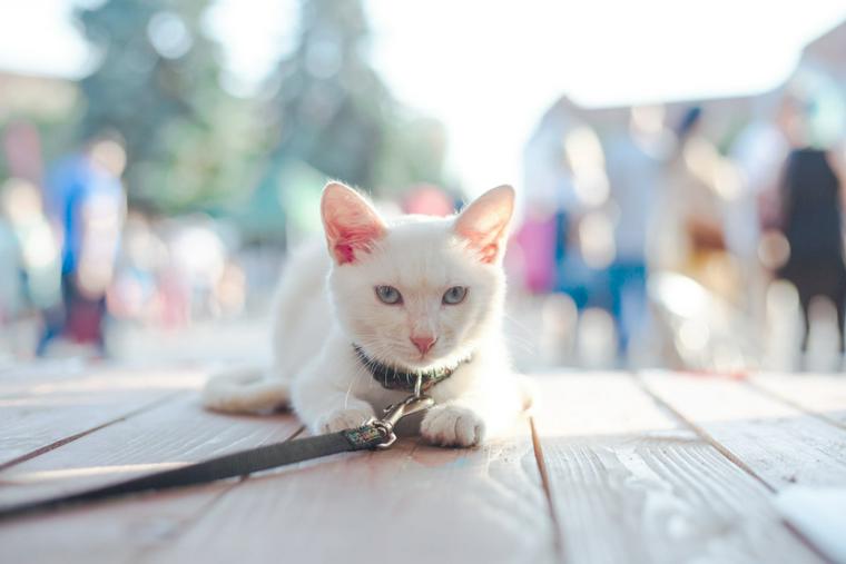 猫と散歩