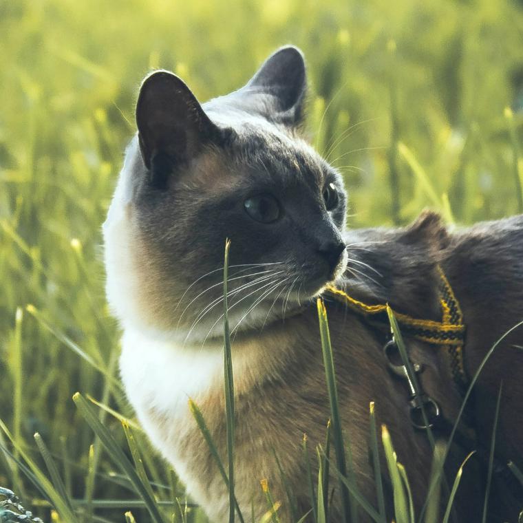 猫と散歩