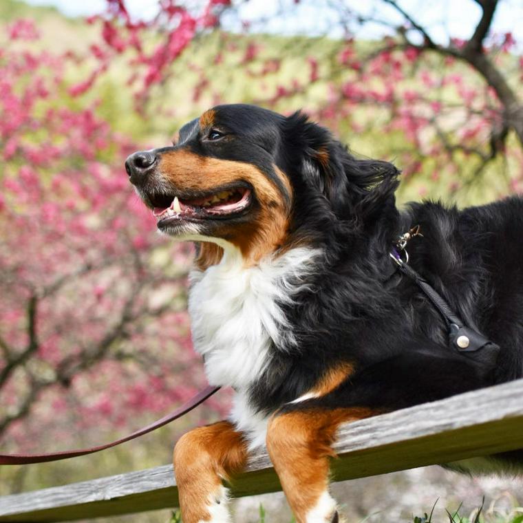 バーニーズマウンテンドッグの飼い方 性格 寿命 体重 しつけ かかりやすい病気 ペトこと