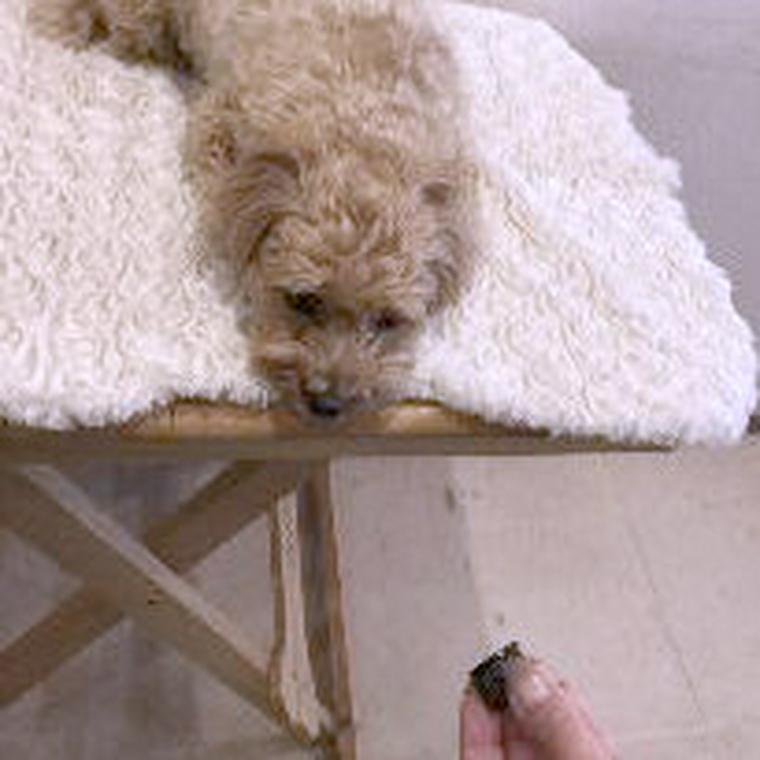 精油の匂いを嗅ぐ犬