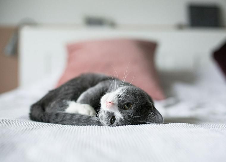 床で丸くなって眠る猫