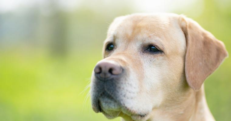 犬の視覚|好きな色や視力など犬が見ている世界を科学的に解説