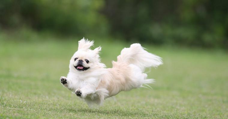 愛犬が空を飛ぶ「飛行犬」とは　全国の撮影所や撮り方、注意点を解説