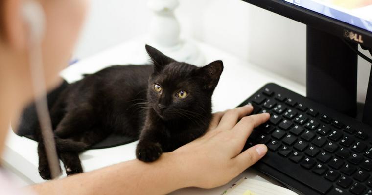 猫はなぜパソコンを邪魔してくるの? キーボードに乗る理由や対策を解説