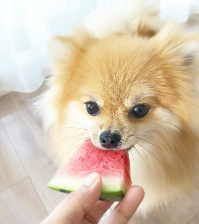 犬はスイカを食べても大丈夫 最適な量や注意点 与え方を解説 ペトこと