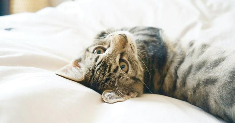 猫はなぜ飼い主の枕を占領するの？取られる・枕を使う理由を解説