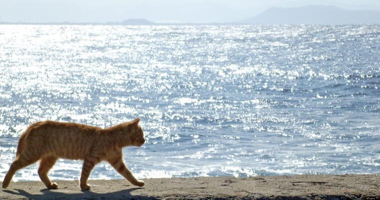 猫も熱中症対策は必要? 獣医師が教える熱中症の症状・予防法・応急処置など