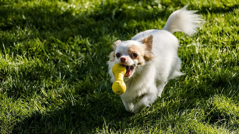 知育玩具のボールをくわえる犬