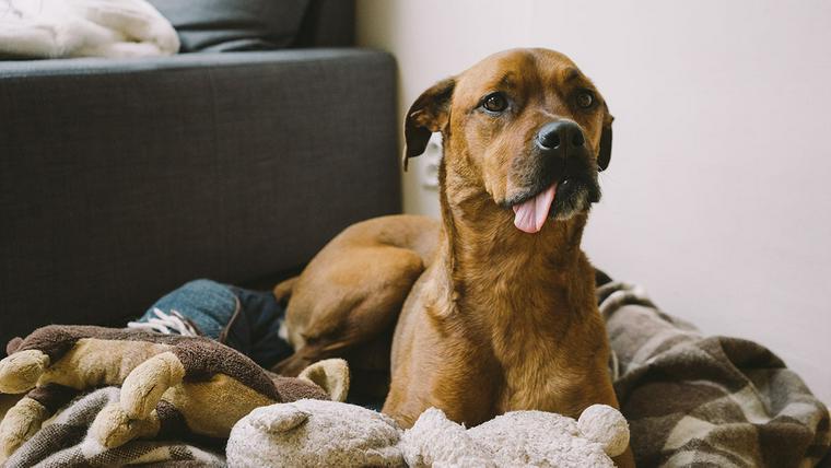 知育玩具のにおいを嗅ぐ犬