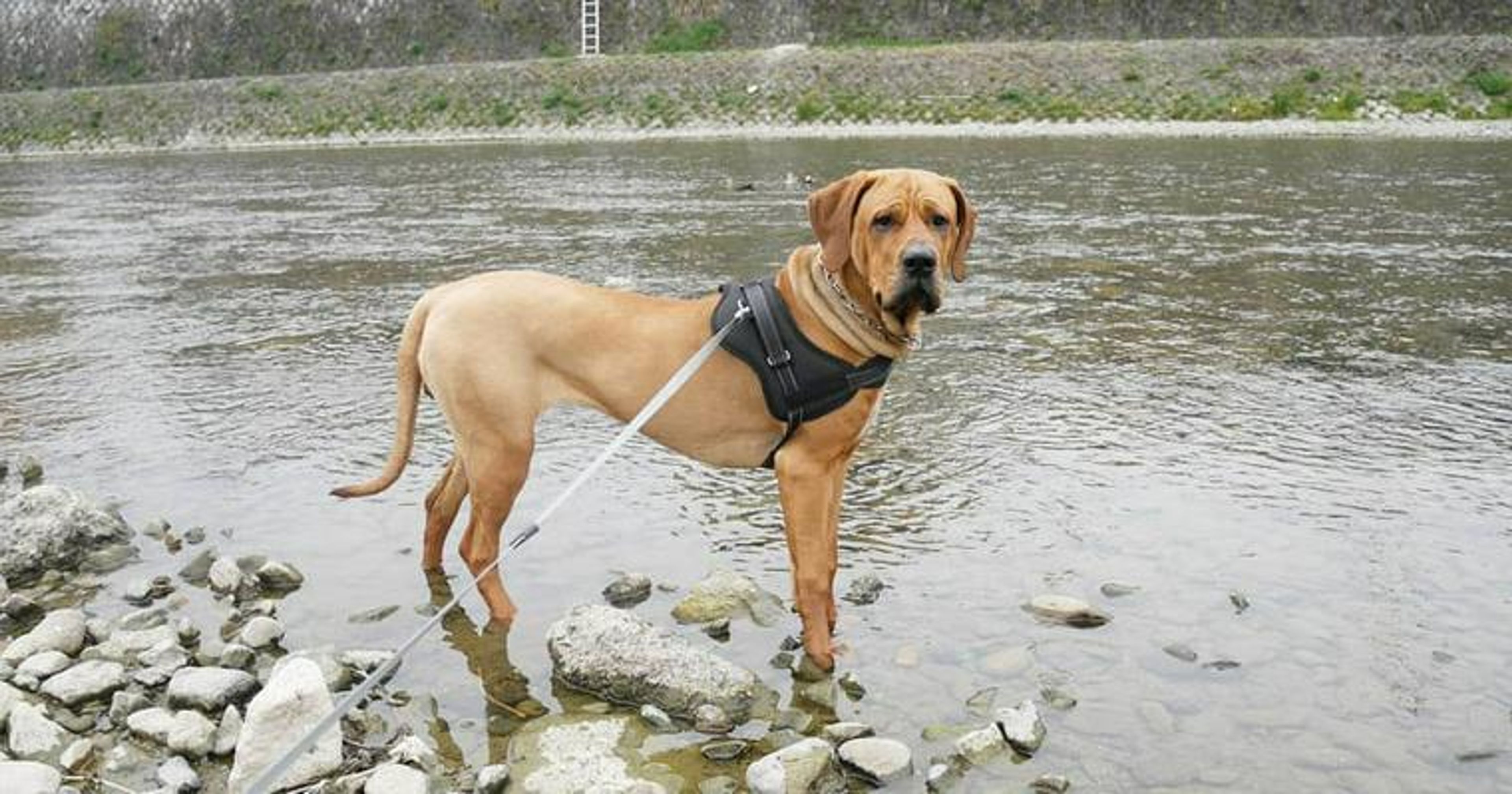 【トレーナー・獣医師監修】土佐犬ってどんな犬？性格・特徴・育て方・迎え方
