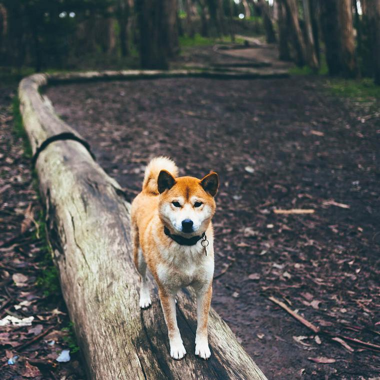 森の中の犬