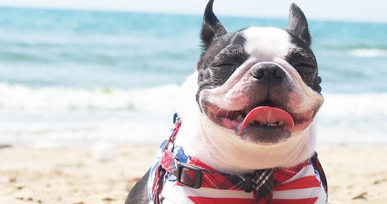 犬の暑さ対策は大丈夫? 室内と屋外、それぞれに適した方法をご紹介!