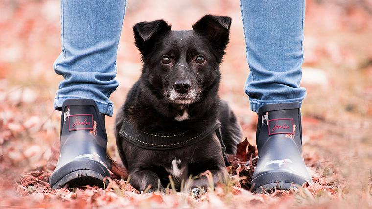 レインブーツを履いた人と黒い犬