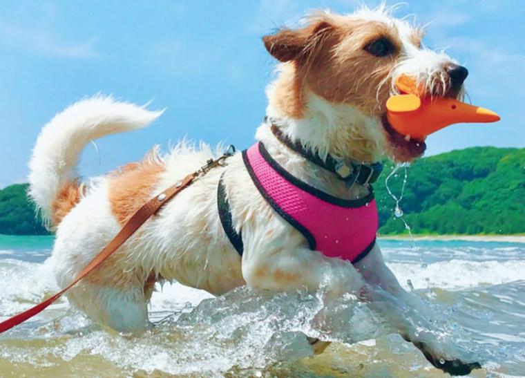 犬連れで海に旅行! 散歩や泳ぐ際の注意点、関東などの海水浴スポットを紹介