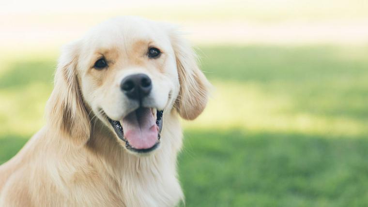 優しい表情でこちらを見る犬