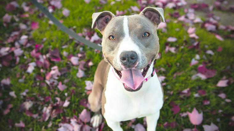 花畑で笑顔を見せる犬