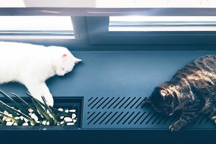 暑さ対策グッズで愛猫の熱中症を予防しよう バイヤーおすすめのグッズを紹介 ペトコト