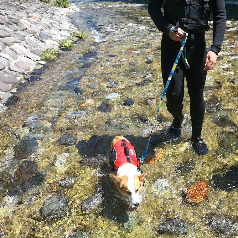 愛犬と川遊び 注意点や持ち物 関東を中心に川遊びスポットを紹介 ペトコト
