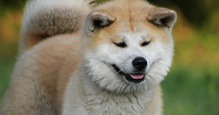 秋田犬のしつけは難しい? 吠える場合や噛み癖の対処について専門家が解説