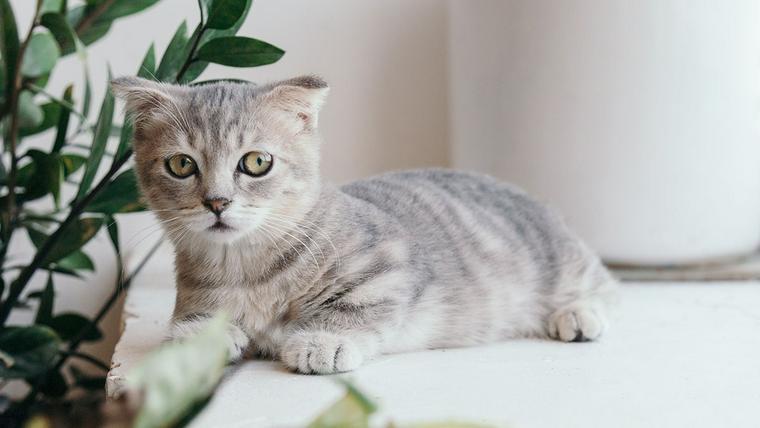 観葉植物のそばでくつろぐグレーの猫