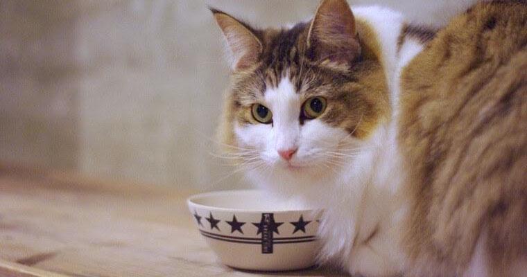 猫の食器おすすめ12選！高さがあるタイプや台付き、おしゃれな陶器製なども紹介
