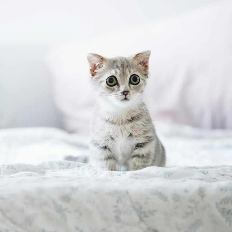 ベッドの上の子猫