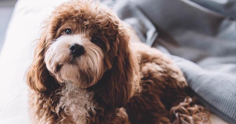 犬のアジソン病（副腎皮質機能低下症）｜原因・症状・かかりやすい犬種・治療法などを獣医師が解説