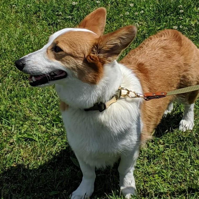 愛犬コルクと那須でお出かけ旅行