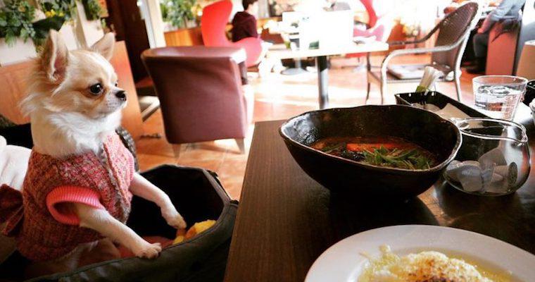 最高の札幌 動物 カフェ 最高の動物画像