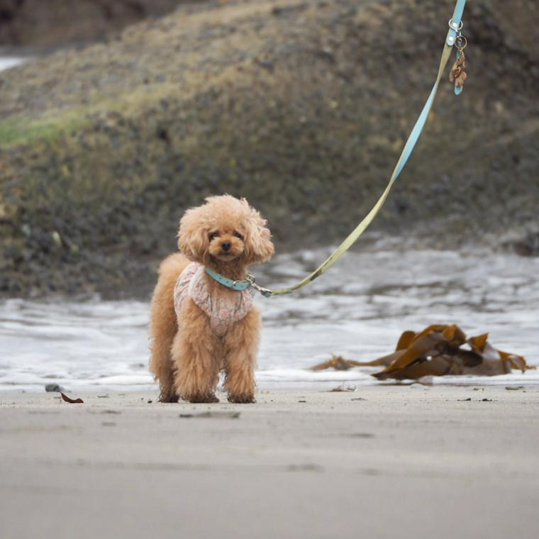 南千倉海水浴場の波打ち際で遊ぶ犬