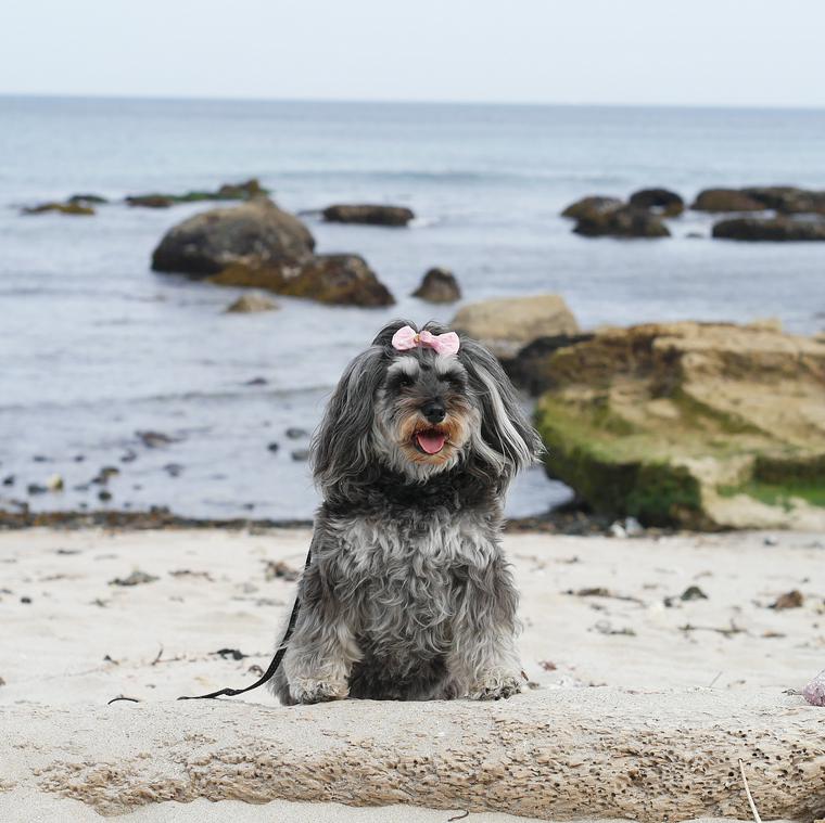 白浜中央海水浴場を訪れた犬