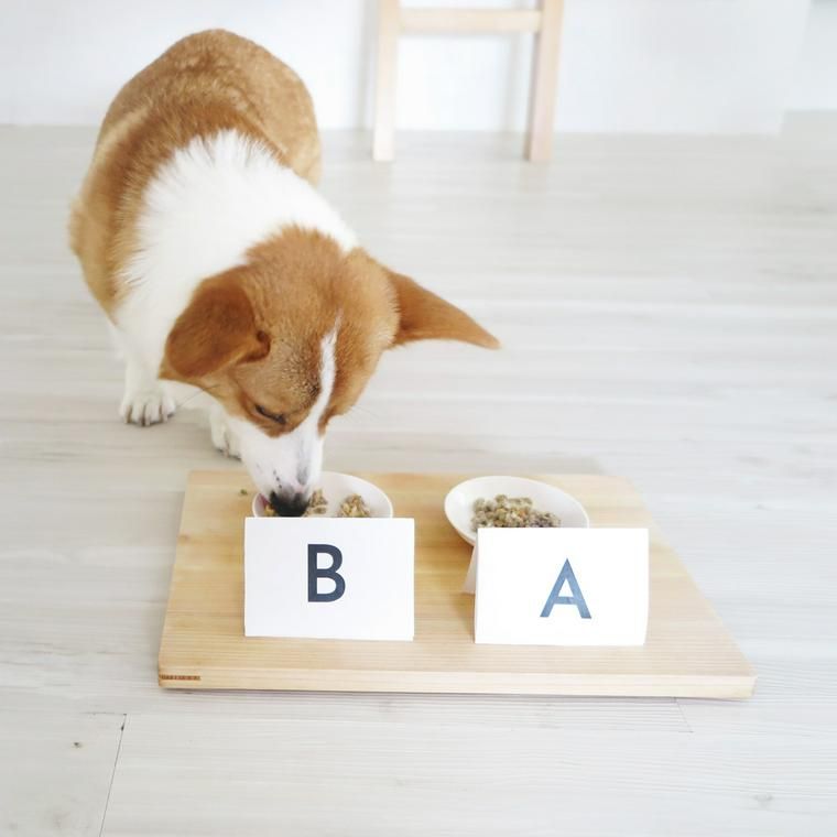 PETOKOTO FOODSの試食品を食べる社員犬おこげ