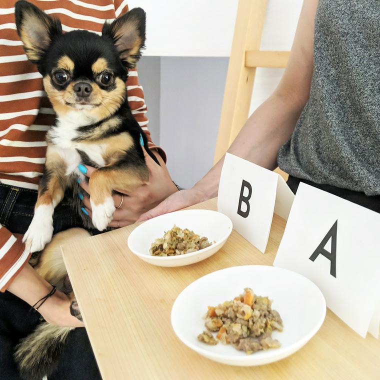 PETOKOTO FOODSの試食品と社員犬ハチ