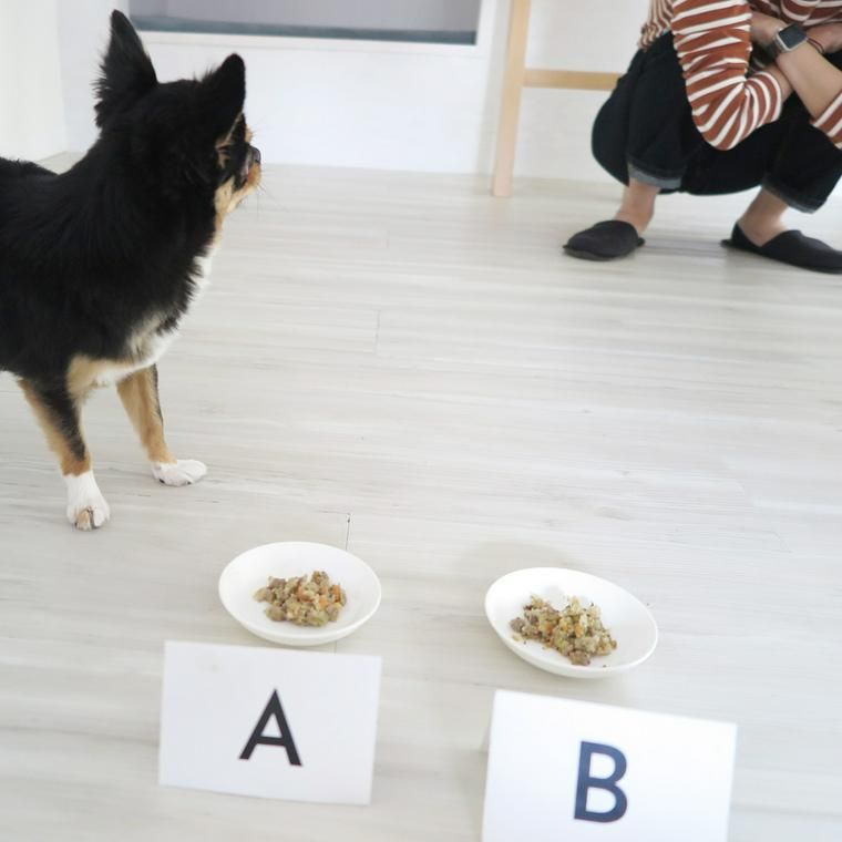 PETOKOTO FOODSの試食品を食べていいのか飼い主を見つめる社員犬ハチ